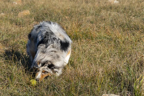 Mavi Merle Avustralyalı Çoban Köpeği Talya Ligurya Praglia Nın Çayırında — Stok fotoğraf