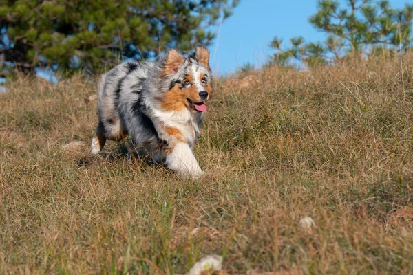 Azul Merle Cão Pastor Australiano Cachorro Corre Prado Praglia Ligúria — Fotografia de Stock