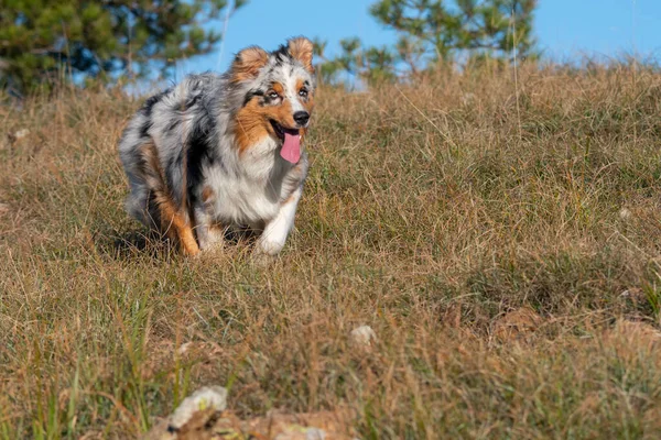 Bleu Merle Chien Berger Australien Chien Court Sur Prairie Praglia — Photo