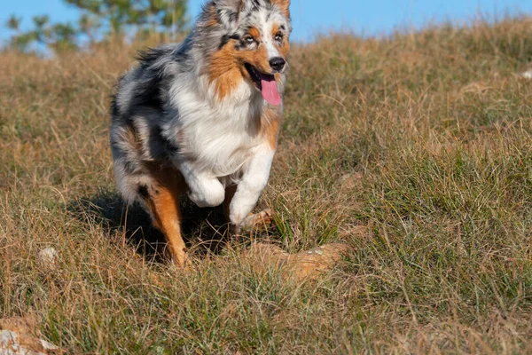 ブルーメルルオーストラリアの羊飼いの子犬の犬はイタリアのリグーリア州のPragliaの牧草地で実行されます — ストック写真