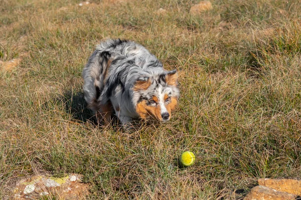 Mavi Merle Avustralyalı Çoban Köpeği Talya Ligurya Praglia Nın Çayırında — Stok fotoğraf