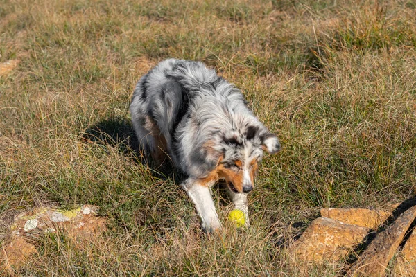 Perrito Pastor Australiano Merle Azul Corre Prado Praglia Liguria Italia —  Fotos de Stock