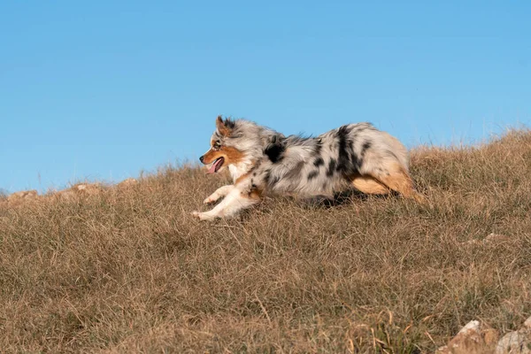 Mavi Merle Avustralyalı Çoban Köpeği Talya Ligurya Praglia Nın Çayırında — Stok fotoğraf