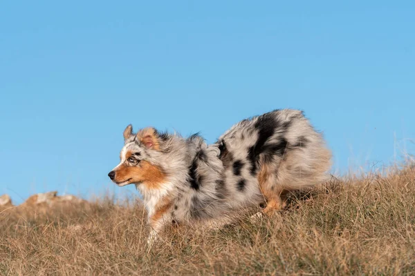 Perrito Pastor Australiano Merle Azul Corre Prado Praglia Liguria Italia — Foto de Stock