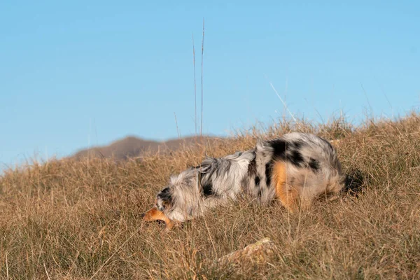 Perrito Pastor Australiano Merle Azul Corre Prado Praglia Liguria Italia —  Fotos de Stock