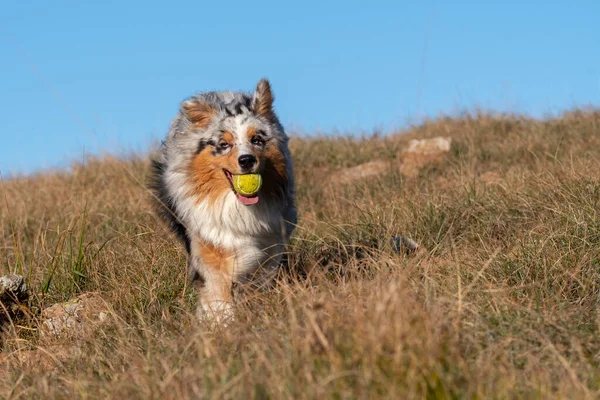 Blue Merle Australian Shepherd Puppy Dog Runs Meadow Praglia Liguria — Stock Photo, Image