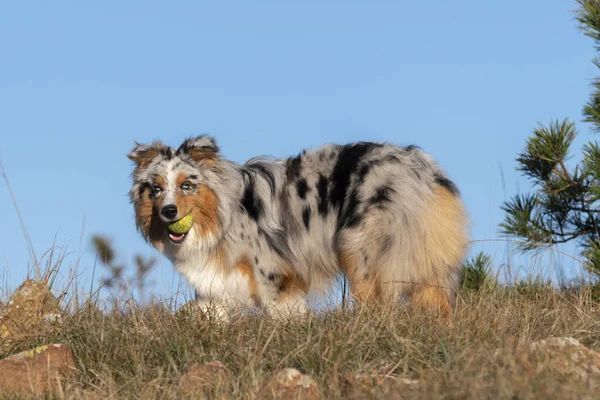 Modrý Merle Australský Ovčák Štěně Běží Louce Praglia Ligurii Itálii — Stock fotografie