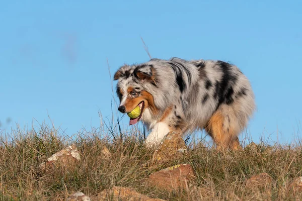 Mavi Merle Avustralyalı Çoban Köpeği Talya Ligurya Praglia Nın Çayırında — Stok fotoğraf