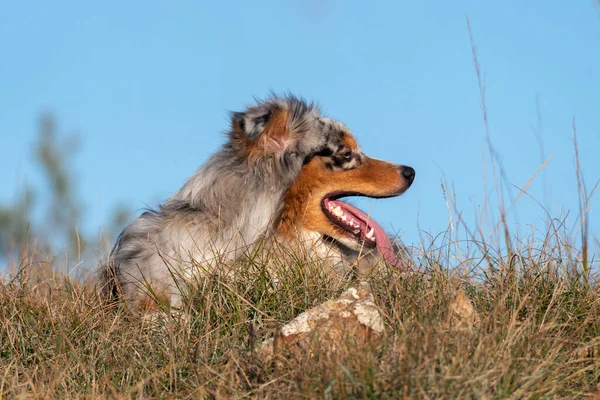Mavi Merle Avustralyalı Çoban Köpeği Talya Ligurya Praglia Nın Çayırında — Stok fotoğraf