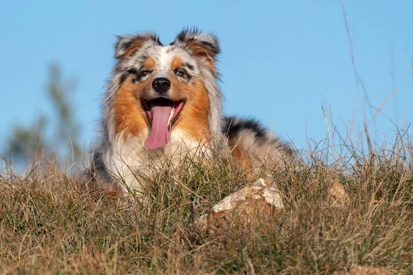 ブルーメルルオーストラリアの羊飼いの子犬の犬はイタリアのリグーリア州のPragliaの牧草地で実行されます — ストック写真