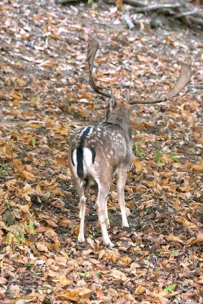 Hirsche Während Der Liebeszeit Den Wäldern Liguriens — Stockfoto