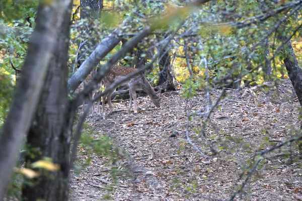 Hirsche Während Der Liebeszeit Den Wäldern Liguriens — Stockfoto