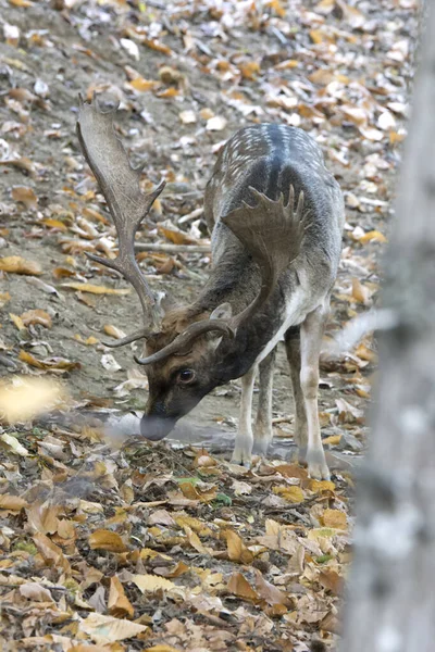 Hirsche Während Der Liebeszeit Den Wäldern Liguriens — Stockfoto