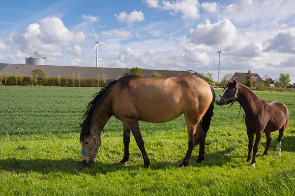 Pferde Weiden Auf Einer Wiese Mit Windrädern Holland — Stockfoto