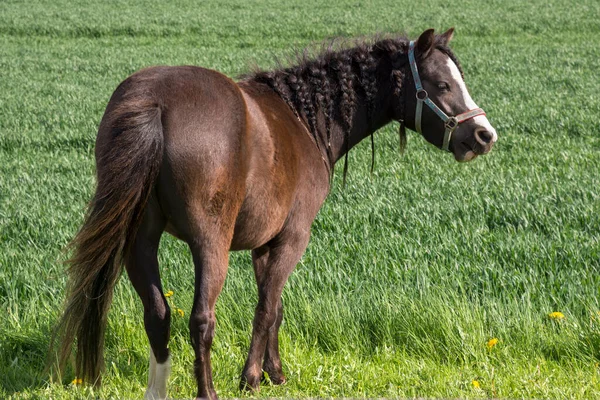 Άλογα Βόσκησης Ένα Λιβάδι Ανεμογεννήτριες Στην Ολλανδία — Φωτογραφία Αρχείου