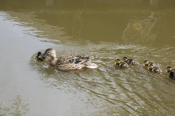 Duck Family Chicks Summer Holland — Stock Photo, Image