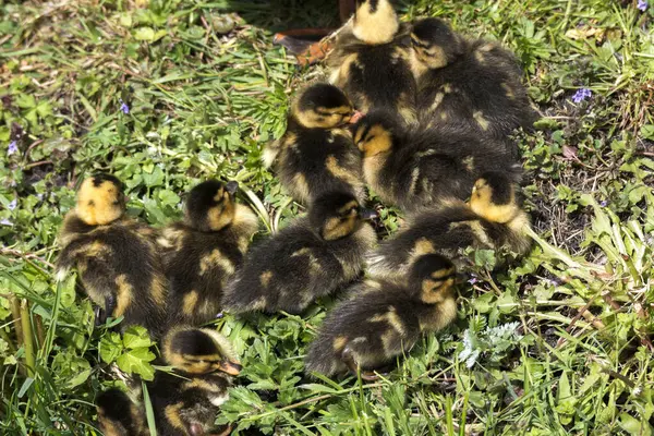 Duck Family Chicks Summer Holland — Stock Photo, Image