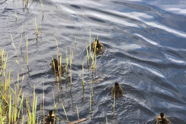 Entenfamilie Mit Küken Sommer Holland — Stockfoto