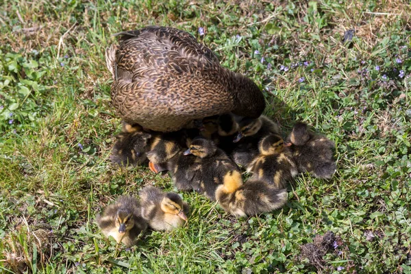 Duck Family Chicks Summer Holland — Stock Photo, Image