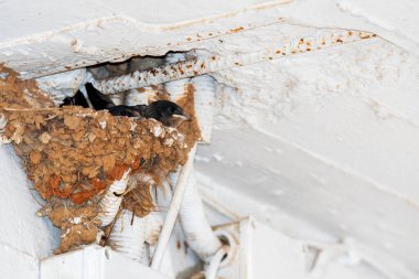 Yunanistan 'da yuvanın içinde yiyecek bekleyen yavruları yut