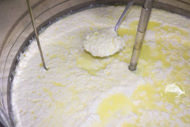 Yunanistan 'da bir peynir fabrikasında ricotta üretiminin aşamaları