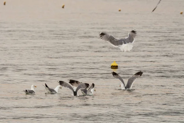 Volo Dei Gabbiani Sul Mare Tramonto Agìa Marina Grecia — Foto Stock