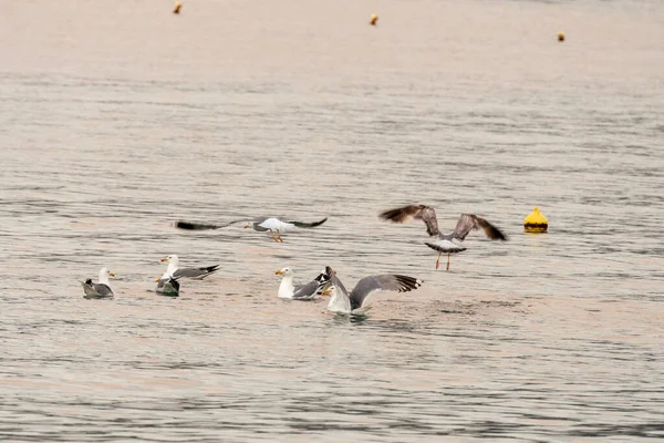 Voo Gaivotas Sobre Mar Pôr Sol Agia Marina Grécia — Fotografia de Stock