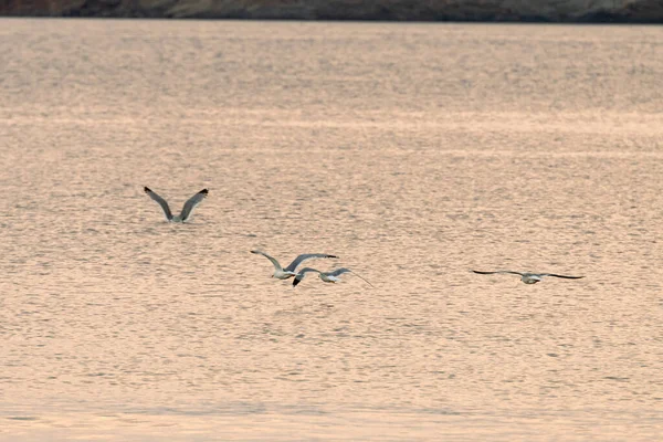 Vuelo Gaviotas Sobre Mar Atardecer Agia Marina Grecia — Foto de Stock