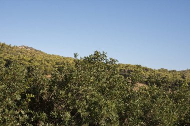 Yunanistan 'ın Keratea kentindeki Daskalio körfezinde deniz manzaralı Panorama