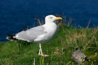 İngiltere 'nin Cornwall kentindeki Port Isaac köyündeki martılar