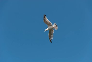 İngiltere 'nin Cornwall kentindeki Port Isaac köyündeki martılar