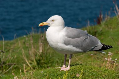 İngiltere 'nin Cornwall kentindeki Port Isaac köyündeki martılar