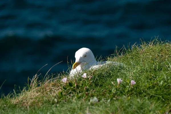 Gabbiani Nel Villaggio Port Isaac Cornovaglia Inghilterra — Foto Stock