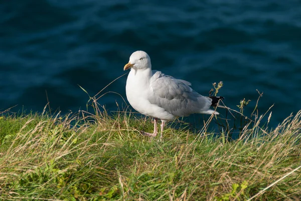 Mouettes Dans Village Port Isaac Cornouailles Angleterre — Photo