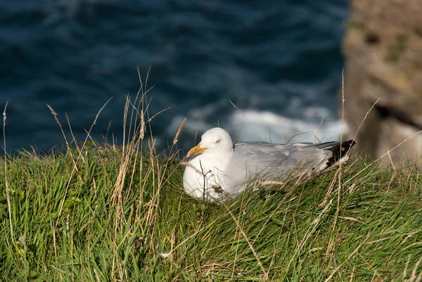 Gaviotas Pueblo Port Isaac Cornwall Inglaterra — Foto de Stock