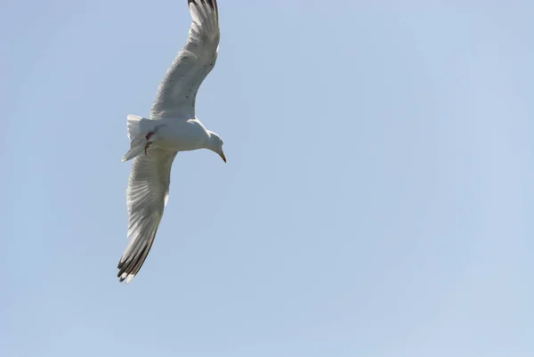 Gaivotas Aldeia Port Isaac Cornualha Inglaterra — Fotografia de Stock