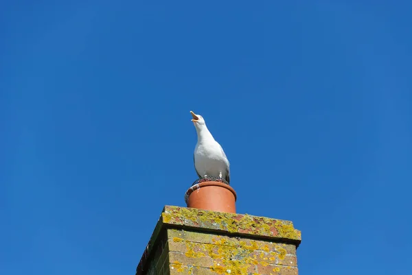 Seagulls Village Port Isaac Cornwall England — Stock Photo, Image