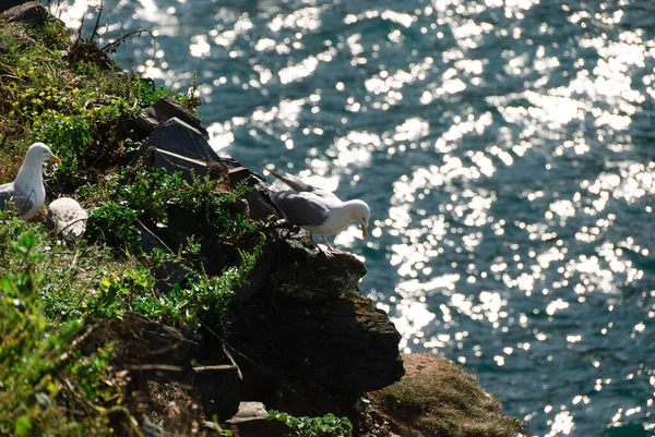 Seagulls Village Port Isaac Cornwall England — Stock Photo, Image