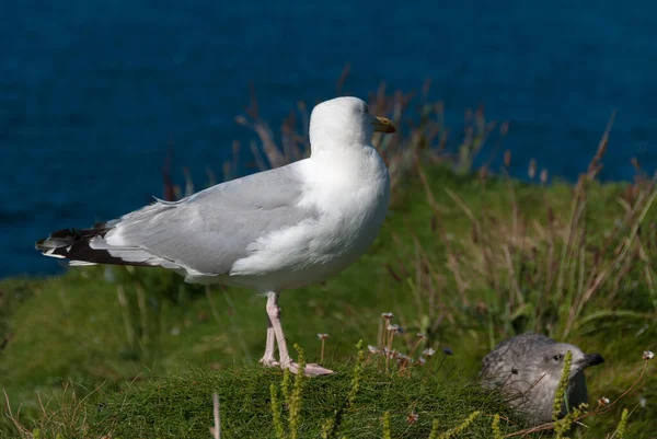 Gaviotas Pueblo Port Isaac Cornwall Inglaterra — Foto de Stock