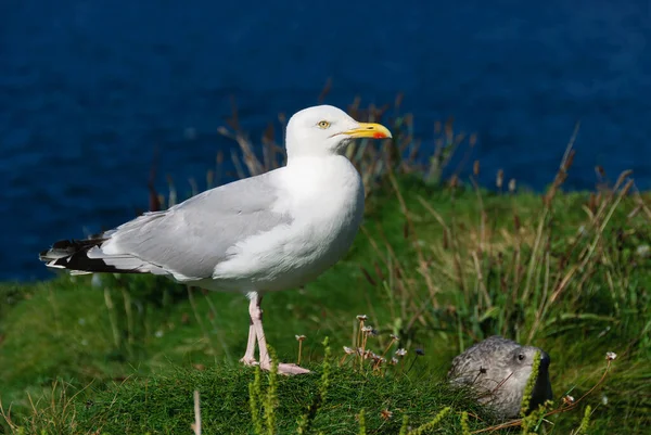 Seagulls Village Port Isaac Cornwall England — Stock Photo, Image