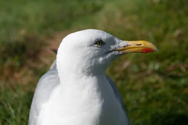 Seagulls Village Port Isaac Cornwall England — Stock Photo, Image