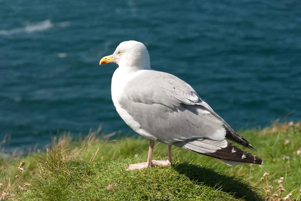 Mewy Miejscowości Port Isaac Kornwalii Anglii — Zdjęcie stockowe