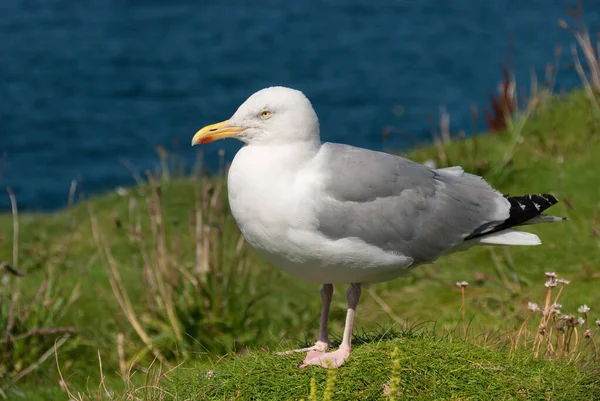 英国康沃尔以撒港的海鸥群 — 图库照片