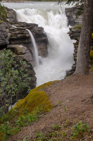 Athabasca Falls Alberta Canadá —  Fotos de Stock