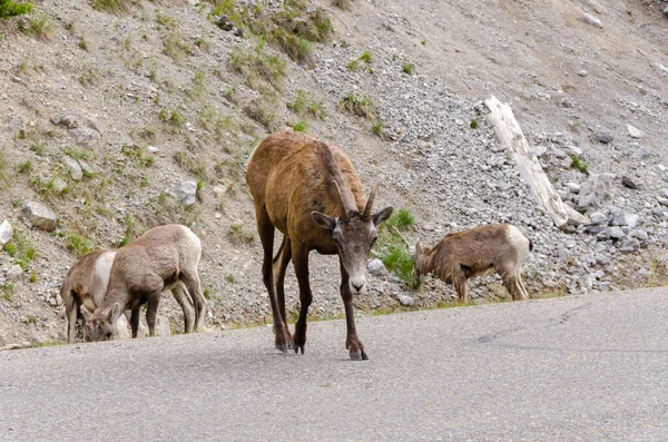 Chèvres Montagne Sur Route Jasper Canada — Photo