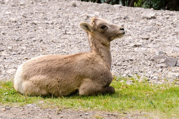 カナダのジャスパーへの道の山のヤギ — ストック写真