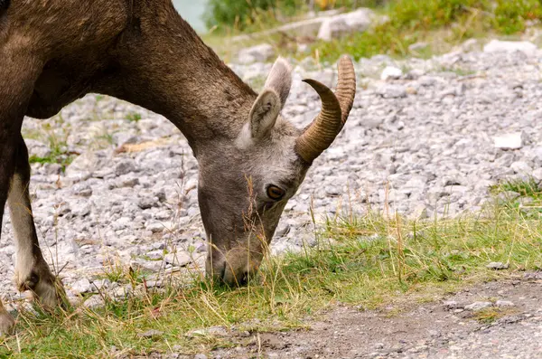 カナダのジャスパーへの道の山のヤギ — ストック写真