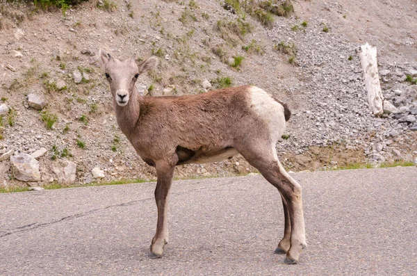 カナダのジャスパーへの道の山のヤギ — ストック写真