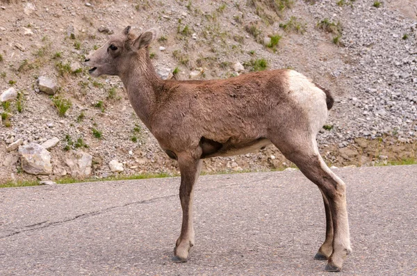 Capre Montagna Sulla Strada Jasper Canada — Foto Stock