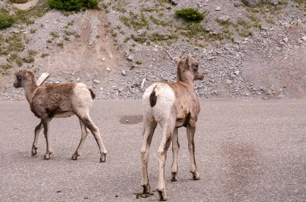 Mountain Goats Road Jasper Canada — Stock Photo, Image